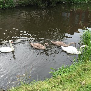 Swans - Leeds and Liverpool Canal in Burnley