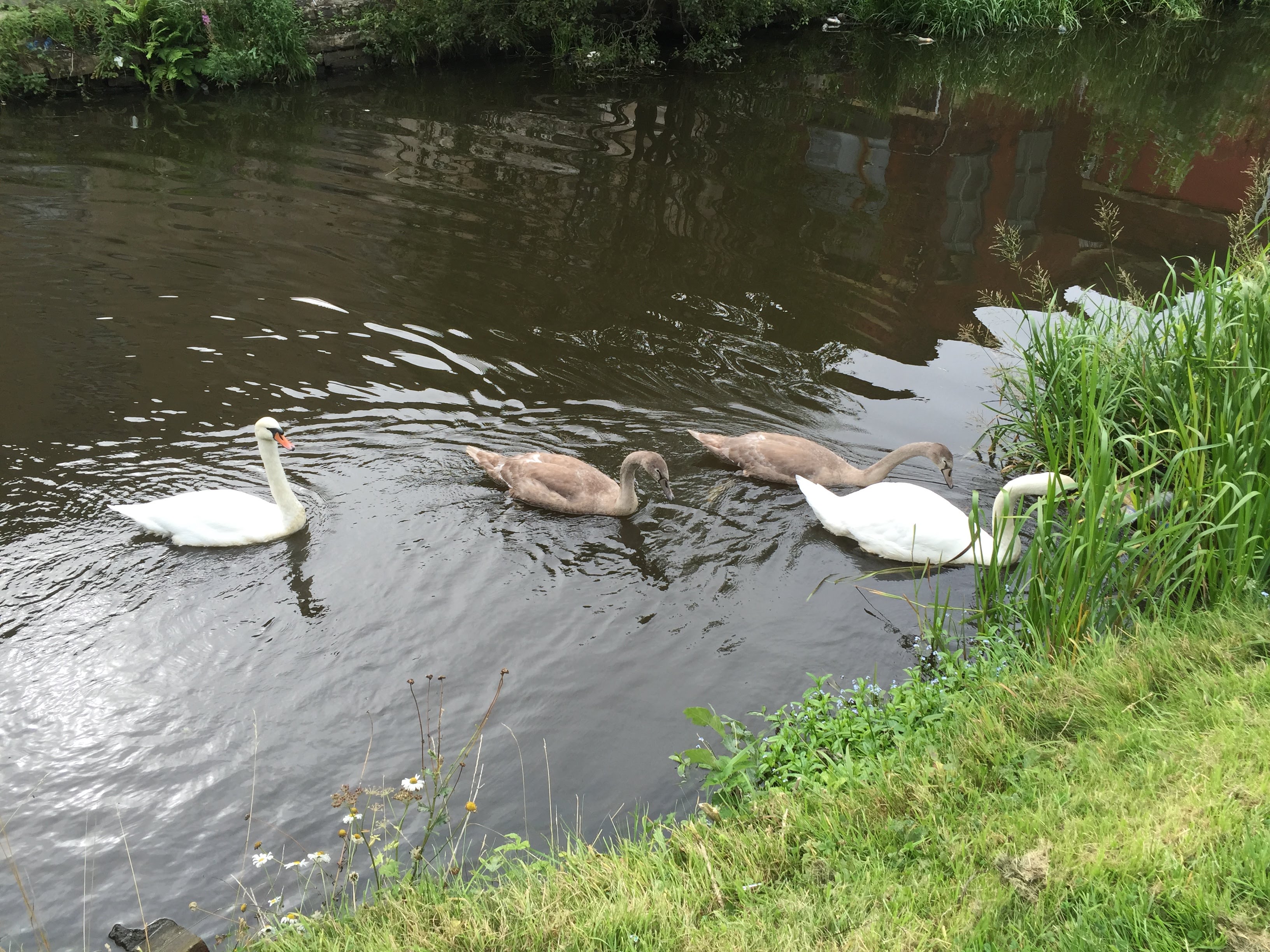 Swans - Leeds and Liverpool Canal in Burnley